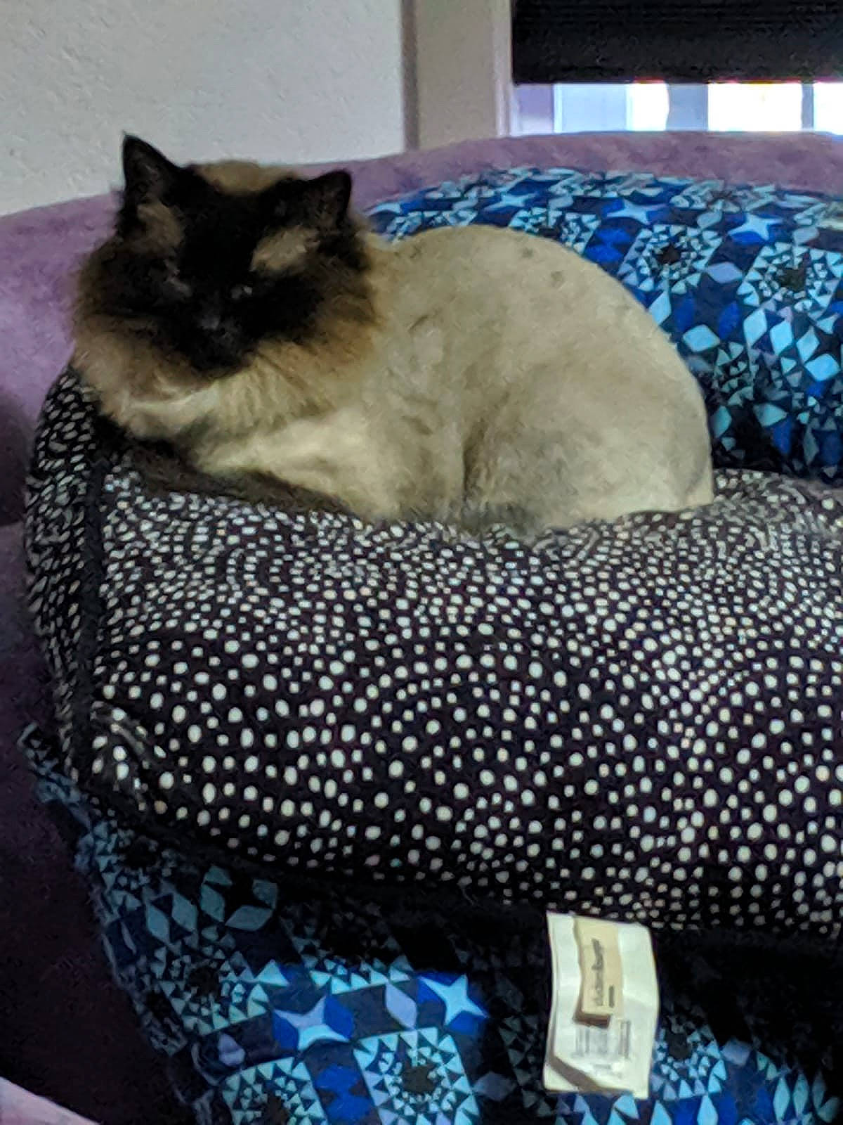 Gus Gus joined the competition — help win amazing prizes! asian, balinese, birman, carnivore, cat, cat_bed, fawn, felidae, himalayan, ragdoll, siamese, small_to_medium_sized_cats, snowshoe, thai, tonkinese, whiskers