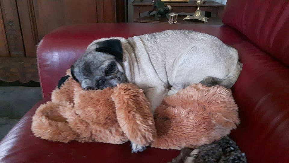 Anakin a rejoint le concours — aidez-le/la à gagner de superbes lots ! carnivore, claw, comfort, companion_dog, dog, dog_breed, dog_supply, fawn, felidae, fur, liver, nap, paw, picture_frame, small_to_medium_sized_cats, tail, terrestrial_animal, toy_dog, whiskers, working_animal