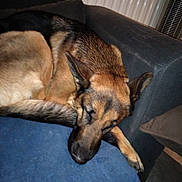 Nala a rejoint le concours — aidez-le/la à gagner de superbes lots ! belgian_shepherd_malinois, canidae, carnivore, dog, dog_breed, fawn, german_shepherd_dog, mammal, nap, snout