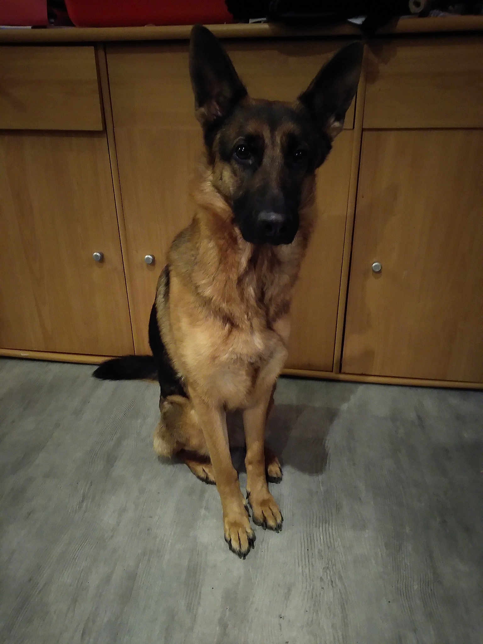 Nala