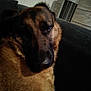 Nala a rejoint le concours — aidez-le/la à gagner de superbes lots ! canidae, carnivore, dog, dog_breed, ear, fawn, leonberger, nose, snout, whiskers