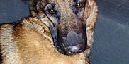 Nala a rejoint le concours — aidez-le/la à gagner de superbes lots ! belgian_shepherd_malinois, canidae, carnivore, dog, dog_breed, ear, fawn, german_shepherd_dog, king_shepherd, mammal, snout, vertebrate, whiskers