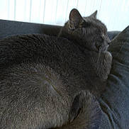 Gourmand participe au concours pour gagner de l'argent avec cette photo : british_shorthair, burmese, carnivore, cat, cat_bed, chartreux, domestic_short_haired_cat, felidae, korat, nap, nebelung, russian_blue, small_to_medium_sized_cats, tail, whiskers