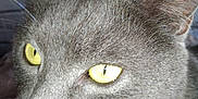 Gourmand participe au concours pour gagner de l'argent avec cette photo : asian, british_shorthair, burmese, carnivore, cat, chartreux, close_up, domestic_short_haired_cat, eye, felidae, korat, mammal, nebelung, russian_blue, small_to_medium_sized_cats, snout, vertebrate, whiskers
