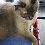 Tifilou a rejoint le concours — aidez-le/la à gagner de superbes lots ! asian, balinese, birman, burmese, carnivore, cat, colorpoint_shorthair, fawn, felidae, himalayan, javanese, mammal, ragdoll, siamese, small_to_medium_sized_cats, snowshoe, thai, tonkinese, vertebrate, whiskers