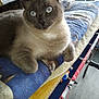 Tifilou participe au concours pour gagner de l'argent avec cette photo : burmese, carnivore, cat, chartreux, domestic_short_haired_cat, felidae, kitten, korat, russian_blue, small_to_medium_sized_cats, thai, tonkinese, whiskers