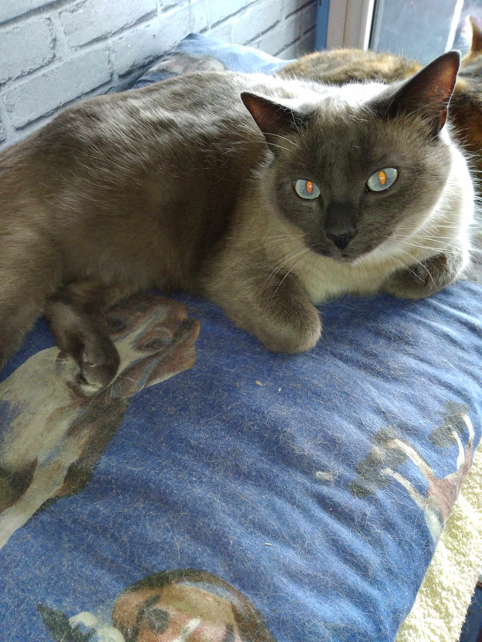 Tifilou