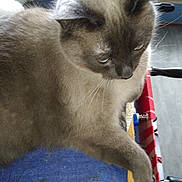 Tifilou a rejoint le concours — aidez-le/la à gagner de superbes lots ! asian, balinese, birman, burmese, carnivore, cat, colorpoint_shorthair, fawn, felidae, himalayan, javanese, mammal, ragdoll, siamese, small_to_medium_sized_cats, snowshoe, thai, tonkinese, vertebrate, whiskers