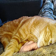 Gardfield a rejoint le concours — aidez-le/la à gagner de superbes lots ! american_shorthair, carnivore, cat, claw, comfort, domestic_short_haired_cat, ear, european_shorthair, fawn, felidae, fur, furniture, nap, paw, skin, sleep, small_to_medium_sized_cats, tabby_cat, tail, whiskers