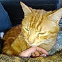 Gardfield a rejoint le concours — aidez-le/la à gagner de superbes lots ! aegean_cat, arabian_mau, asian, carnivore, cat, domestic_short_haired_cat, ear, european_shorthair, fawn, felidae, fur, german_rex, kitten, nap, sleep, small_to_medium_sized_cats, snout, tabby_cat, whiskers