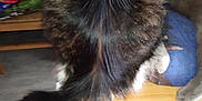Calinou a rejoint le concours — aidez-le/la à gagner de superbes lots ! carnivore, cat, felidae, small_to_medium_sized_cats, tail, whiskers