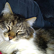 Calinou participe au concours pour gagner de l'argent avec cette photo : aegean_cat, american_wirehair, asian, british_semi_longhair, carnivore, cat, domestic_short_haired_cat, european_shorthair, felidae, fur, kitten, mammal, norwegian_forest_cat, small_to_medium_sized_cats, snout, tabby_cat, vertebrate, whiskers