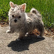 Henry is registered to the contest to win money with this photo: puppy, dog, small_dog, fluffy, outdoor, grass, shadow, sunlight, concrete, pet, cute, animal, walking, standing, nature, young_dog, fur, ears, tail, adorable