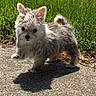 puppy, dog, small_dog, fluffy, outdoor, grass, shadow, sunlight, concrete, pet, cute, animal, walking, standing, nature, young_dog, fur, ears, tail, adorable