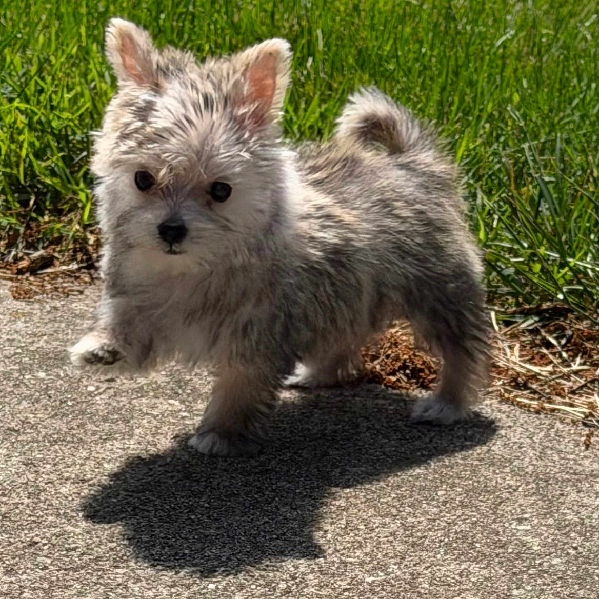 Henry is registered to the contest to win money with this photo: puppy, dog, small_dog, fluffy, outdoor, grass, shadow, sunlight, concrete, pet, cute, animal, walking, standing, nature, young_dog, fur, ears, tail, adorable
