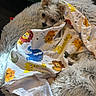 animal_print, blanket, canine, closeup, colorful, comfort, cozy, curious, cute, dog, domestic_animal, fur, furry_bed, indoor, laying_down, pet, resting, sleepy, small_dog, soft_texture