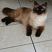 Boulette Et Chaussette participe au concours pour gagner de l'argent avec cette photo : animal, blue_eyes, cat, curious, cute, domestic_animal, ears, feline, floor, fluffy, fur, indoor, looking, lying_down, paws, pet, siamese_cat, tail, tile_floor, whiskers