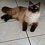animal, blue_eyes, cat, curious, cute, domestic_animal, ears, feline, floor, fluffy, fur, indoor, looking, lying_down, paws, pet, siamese_cat, tail, tile_floor, whiskers