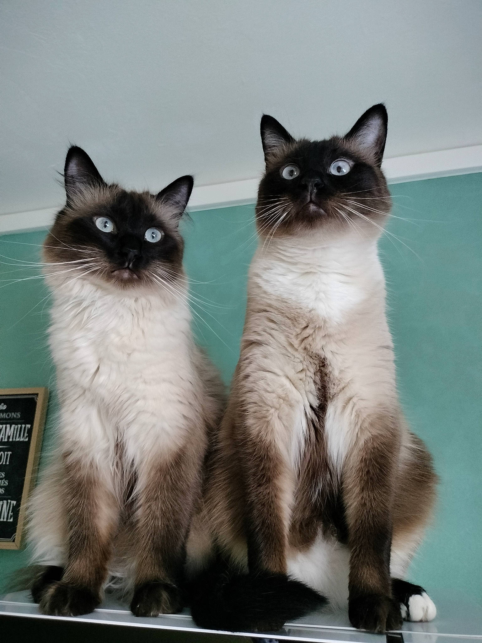 Boulette Et Chaussette