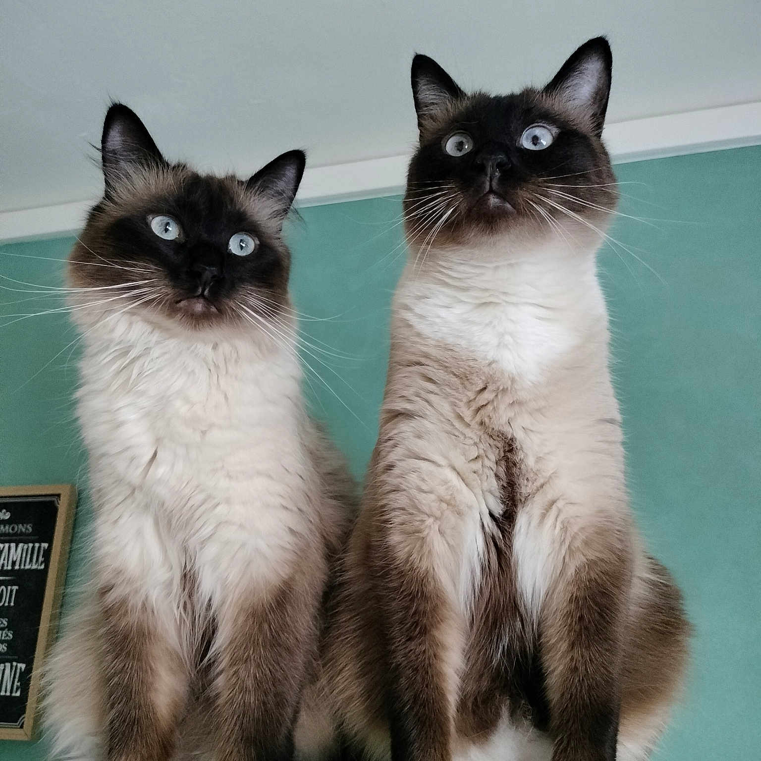 Boulette Et Chaussette