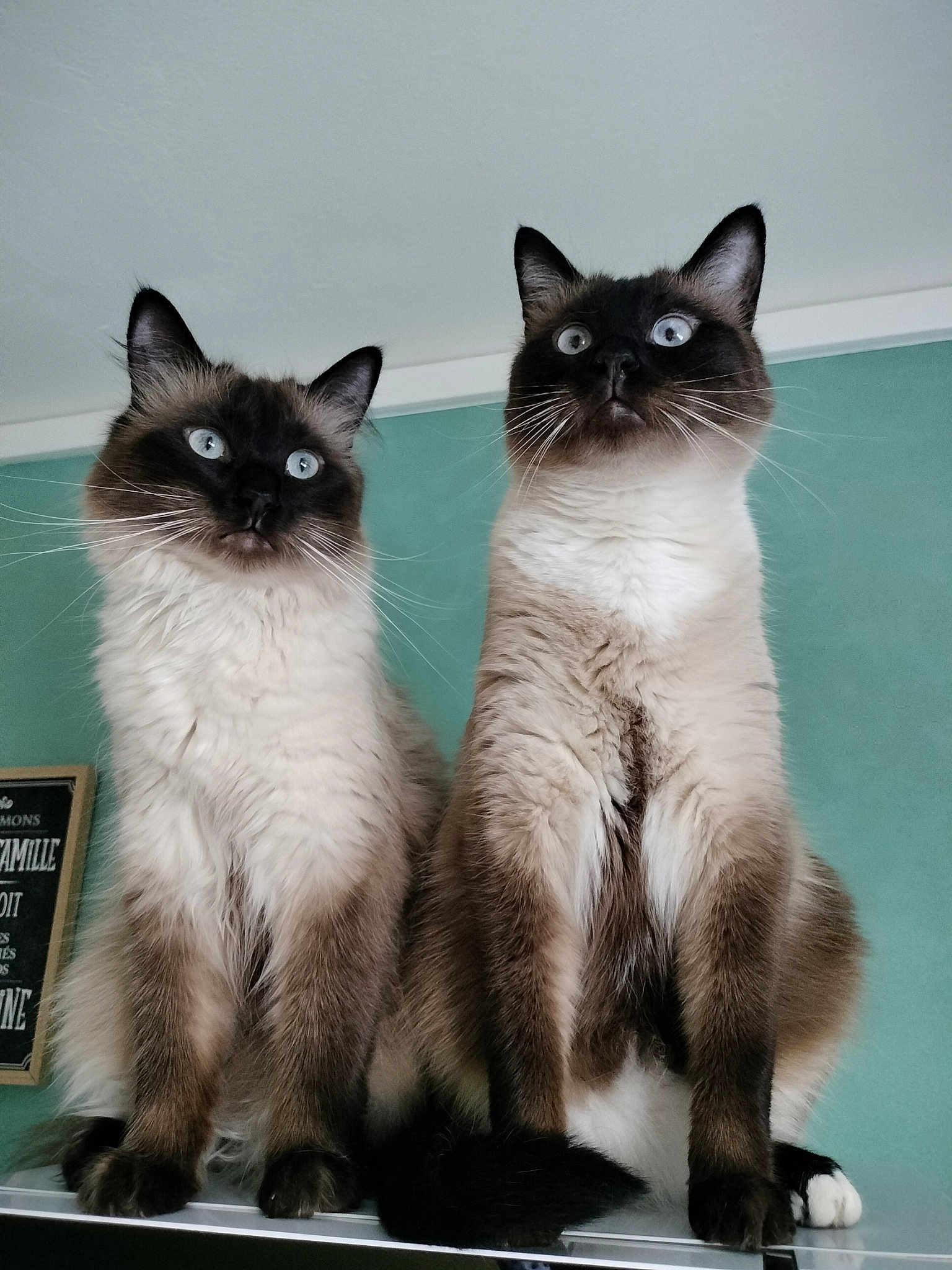 Boulette Et Chaussette