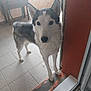 dog, husky, pet, animal, indoor, floor, doorway, curious, looking, ears, fur, white, gray, tile, home, domestic, canine, standing, face, paw