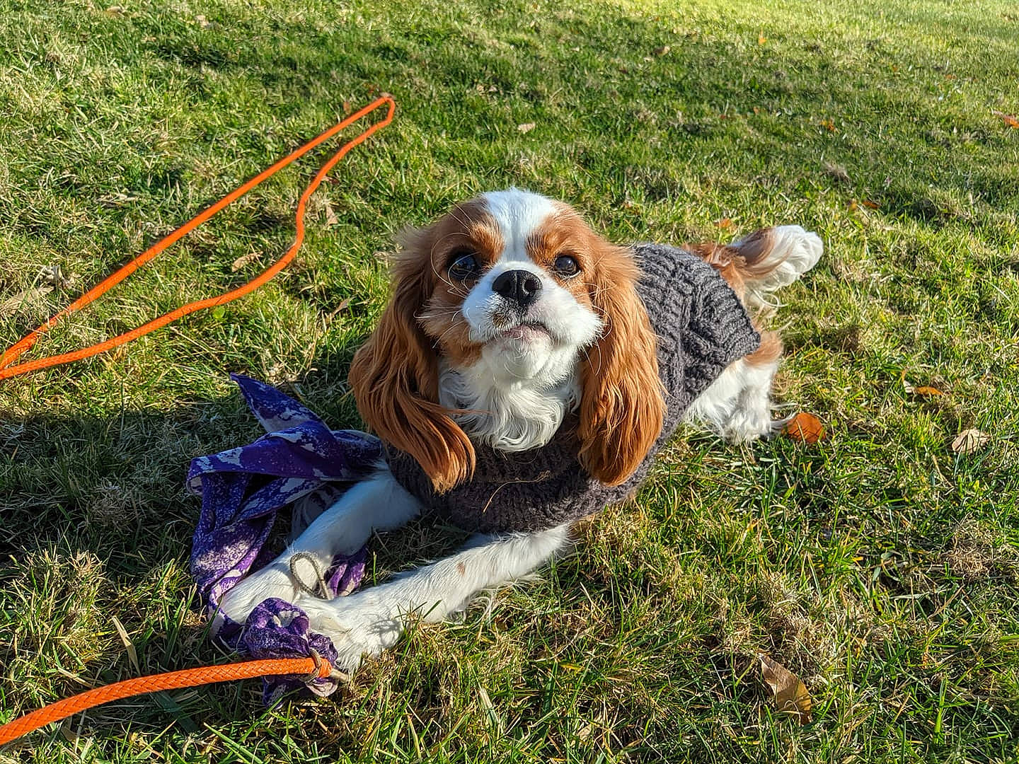 Poppy joined the competition — help win amazing prizes! canidae, carnivore, cavalier_king_charles_spaniel, collar, companion_dog, dog, dog_breed, dog_supply, fawn, grass, king_charles_spaniel, leash, liver, mammal, plant, sporting_group, toy, toy_dog, vertebrate, working_animal