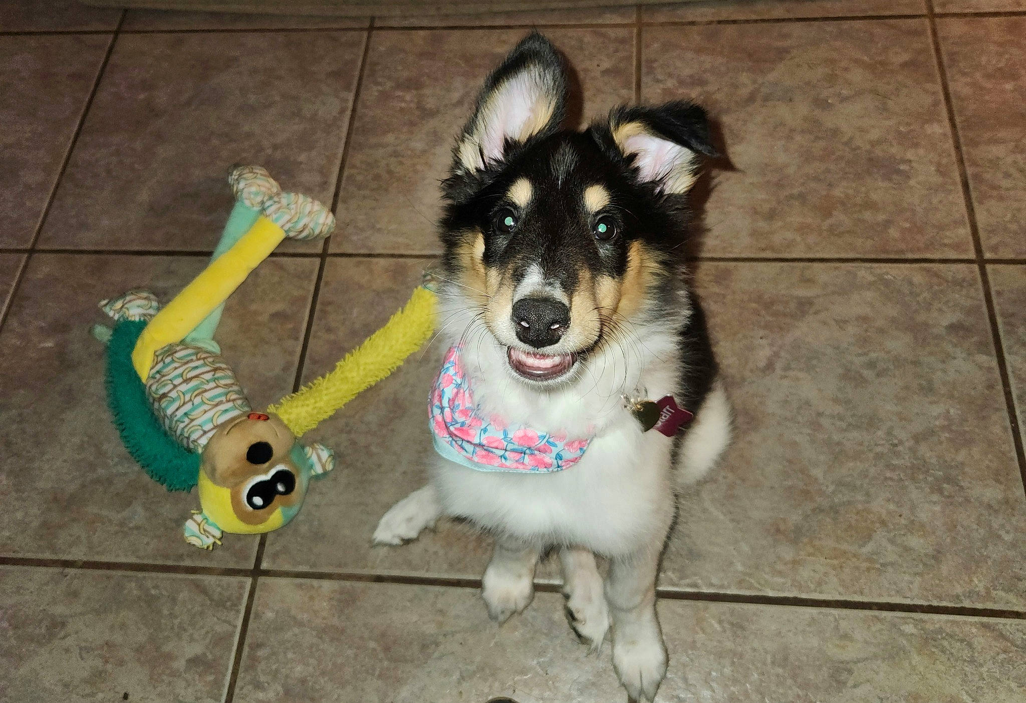 Starr is registered to the contest to win money with this photo: canidae, carnivore, collar, companion_dog, dog, dog_breed, dog_collar, dog_supply, flooring, fur, herding_dog, leash, non_sporting_group, paw, pet_supply, snout, sporting_group, tail, working_animal, working_dog