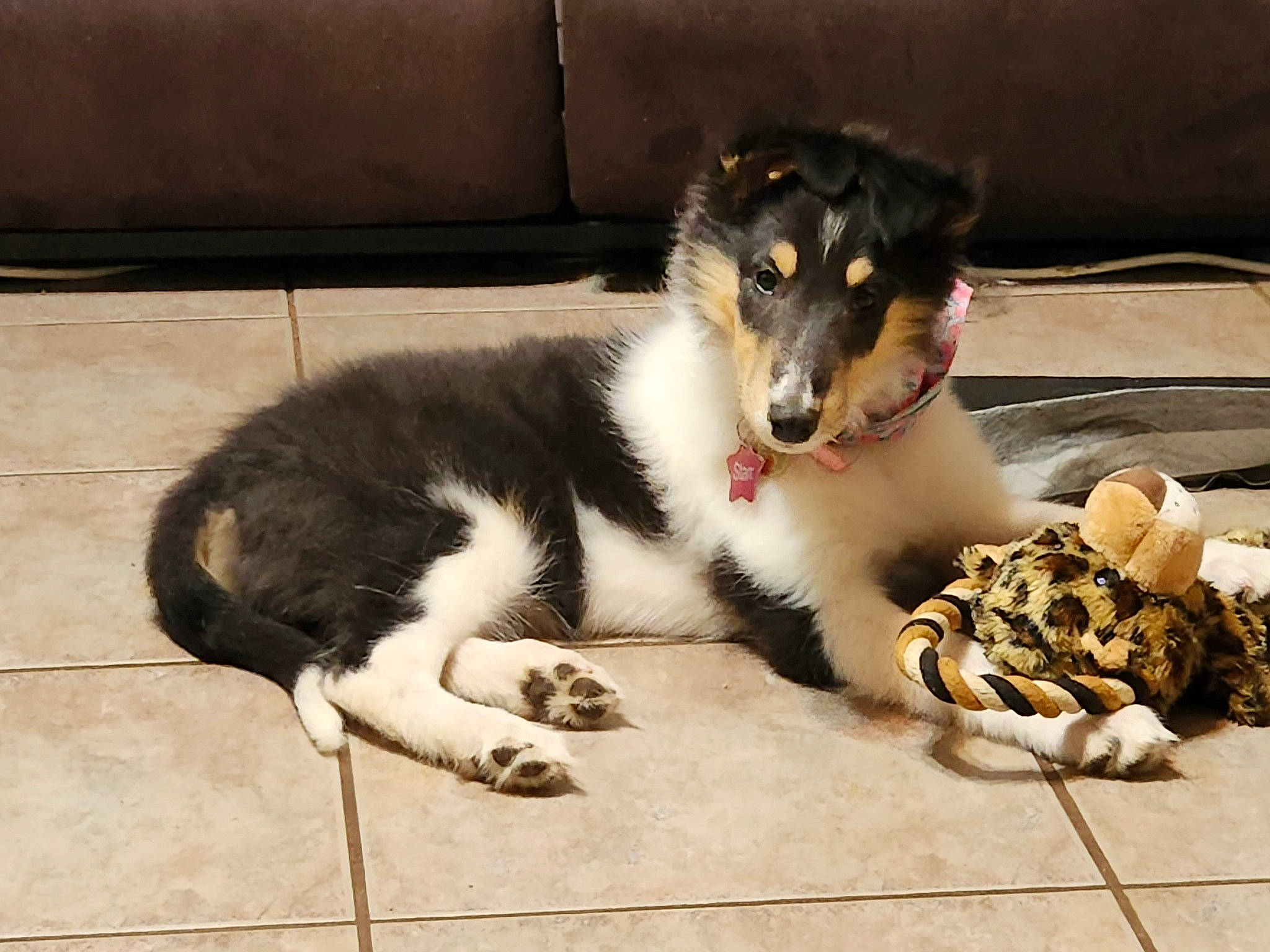 Starr is registered to the contest to win money with this photo: canidae, carnivore, claw, companion_dog, dog, dog_breed, dog_toy, felidae, flooring, foot, fur, herding_dog, paw, sporting_group, terrestrial_animal, whiskers, working_animal, working_dog