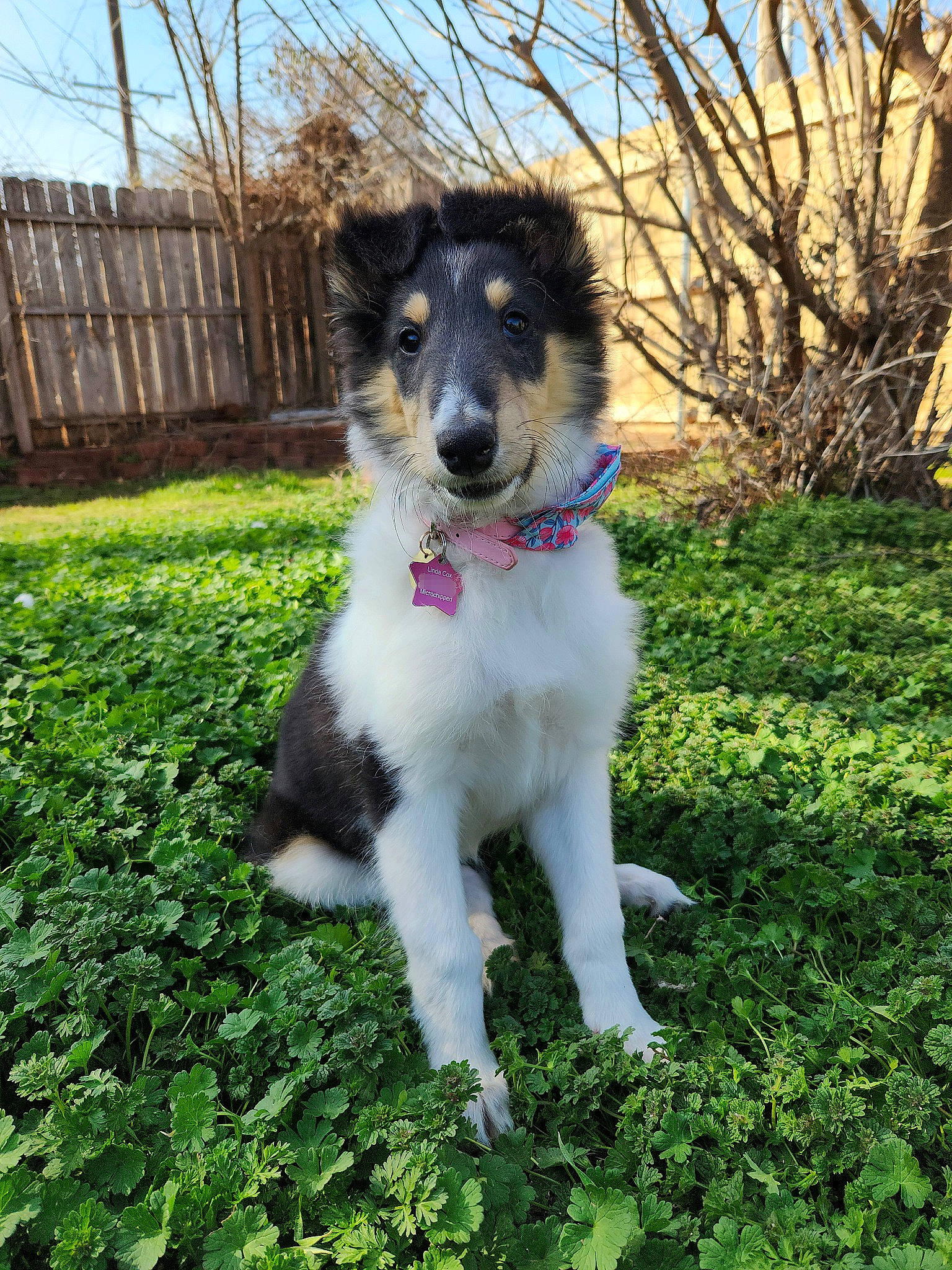 Starr is registered to the contest to win money with this photo: border_collie, canidae, carnivore, companion_dog, dog, dog_breed, fence, grass, groundcover, herding_dog, plant, sky, snout, sporting_group, tail, tree, working_animal, working_dog