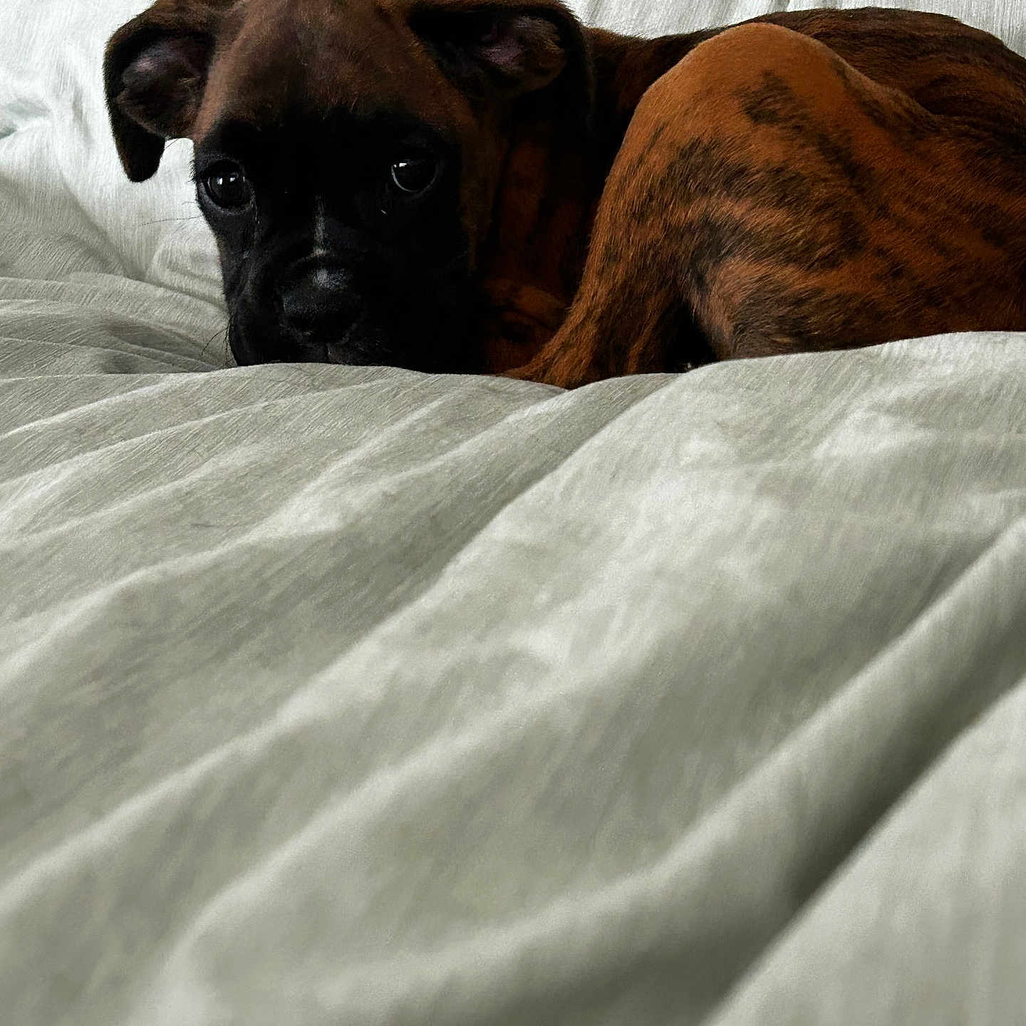 Mooshie joined the competition — help win amazing prizes! animal, back, bed, bedroom, blanket, bodypart, boxer, bulldog, canine, dog, frenchbulldog, furniture, hound, indoors, person, pet, pitbull, puppy, quilt, room