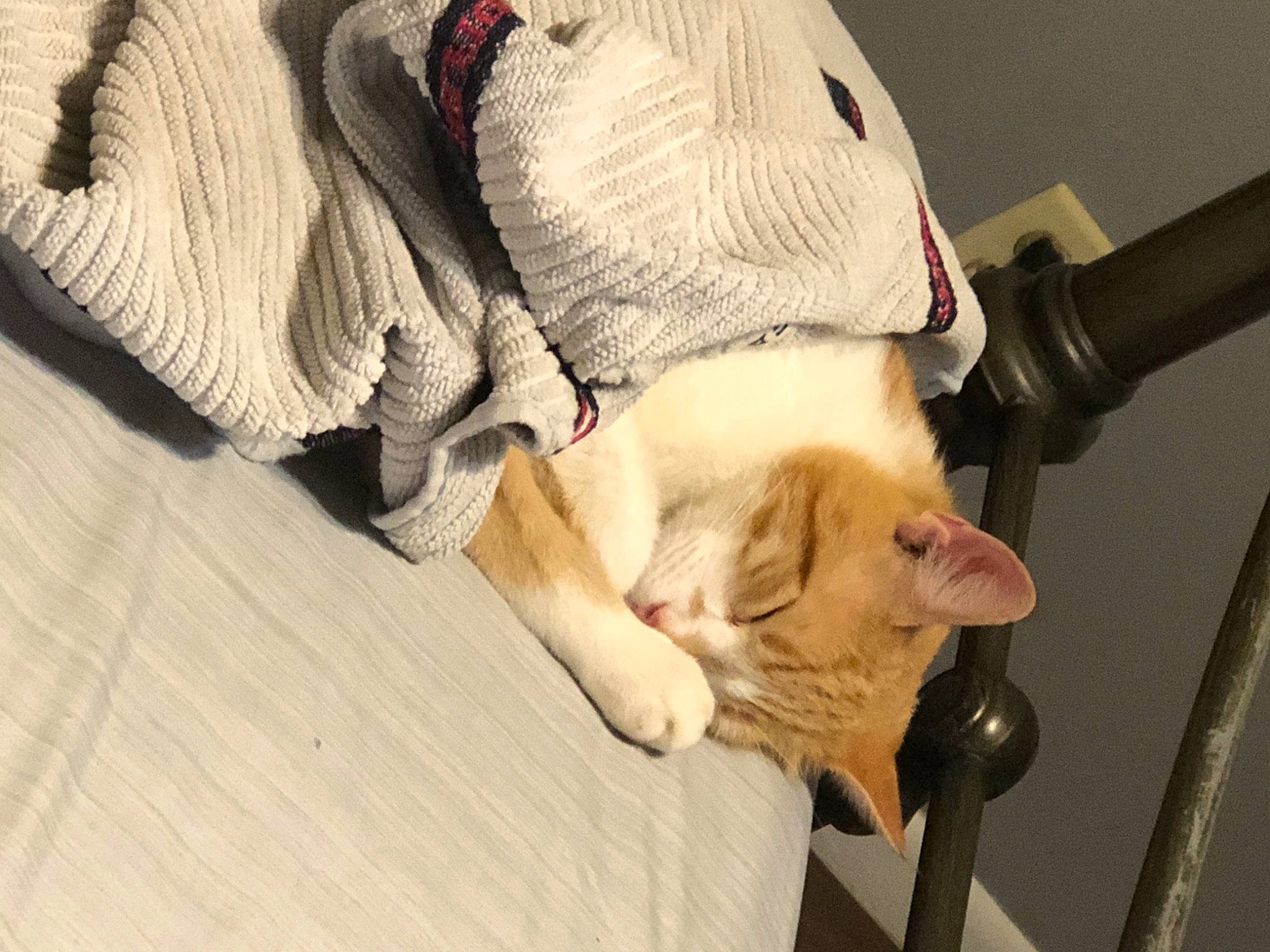 Odie is registered to the contest to win money with this photo: carnivore, cat, cat_supply, comfort, companion_dog, dog_breed, domestic_short_haired_cat, fawn, felidae, flooring, fur, hardwood, linens, paw, small_to_medium_sized_cats, snout, sporting_group, tail, whiskers, wood