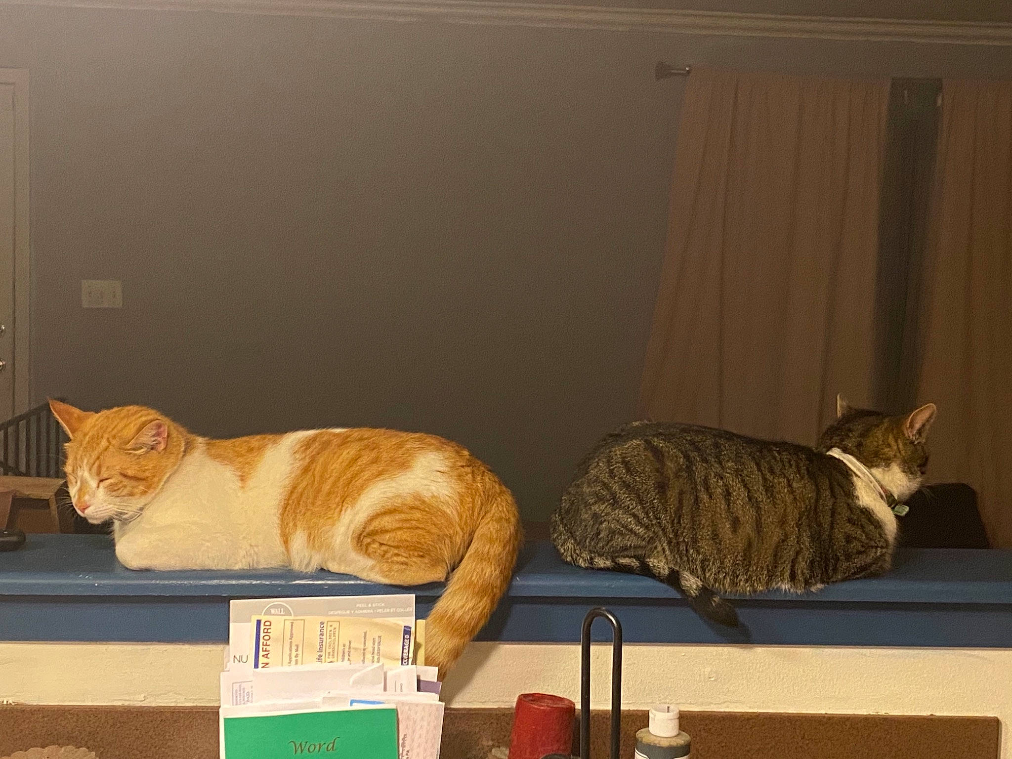 Odie is registered to the contest to win money with this photo: art, carnivore, cat, comfort, curtain, domestic_short_haired_cat, fawn, felidae, fur, hardwood, interior_design, lighting, mammal, room, small_to_medium_sized_cats, table, tail, whiskers, window, wood