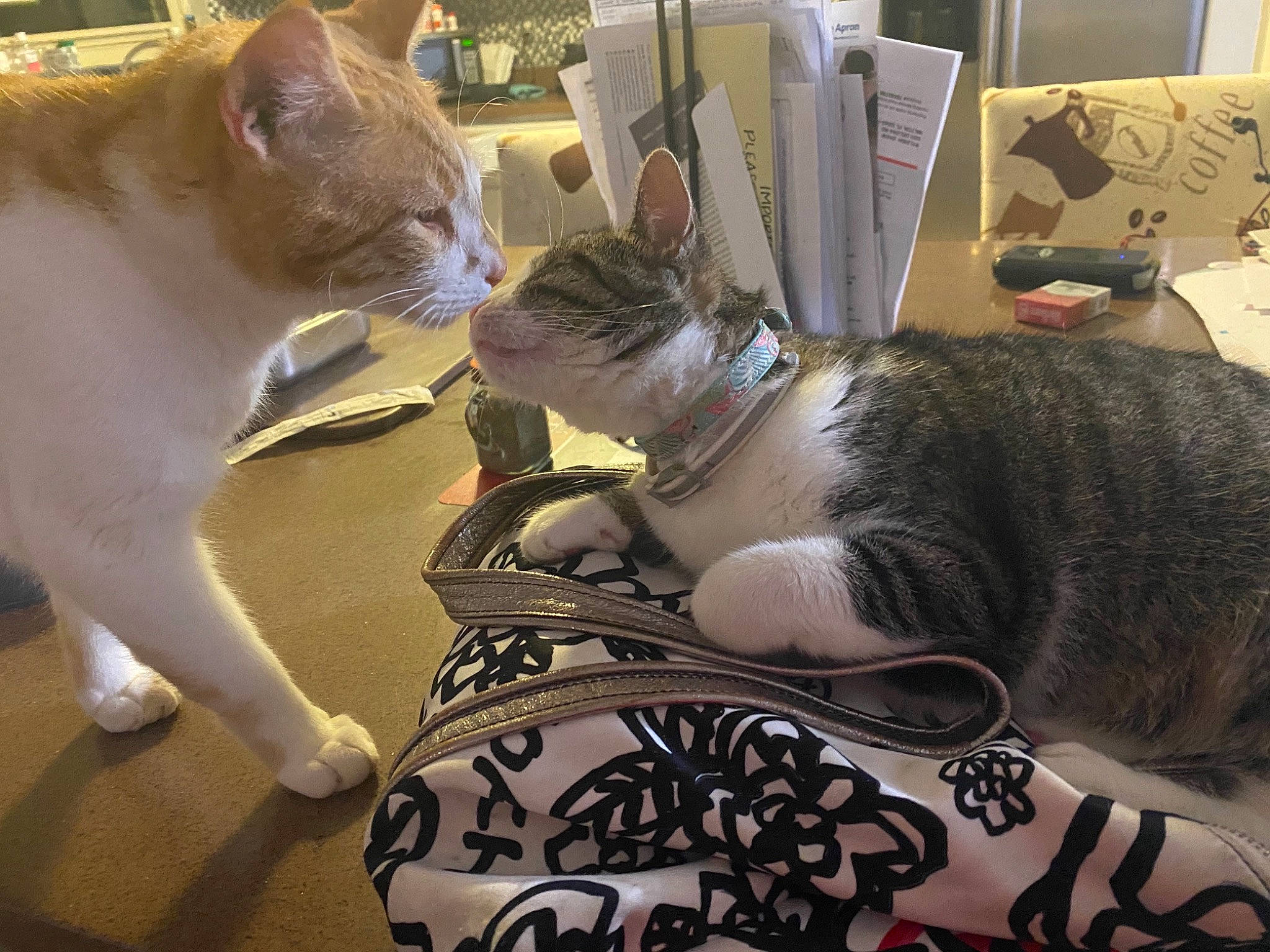 Odie is registered to the contest to win money with this photo: box, carnivore, cat, claw, comfort, domestic_short_haired_cat, felidae, fur, lap, paw, pet_supply, photography, room, sitting, small_to_medium_sized_cats, tail, whiskers