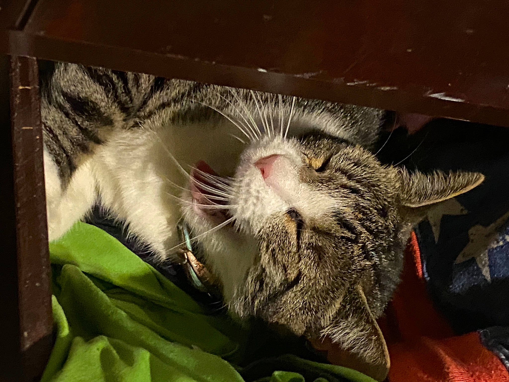 Gracie is registered to the contest to win money with this photo: carnivore, cat, claw, comfort, domestic_short_haired_cat, fang, felidae, fur, grass, paw, plant, small_to_medium_sized_cats, snout, whiskers