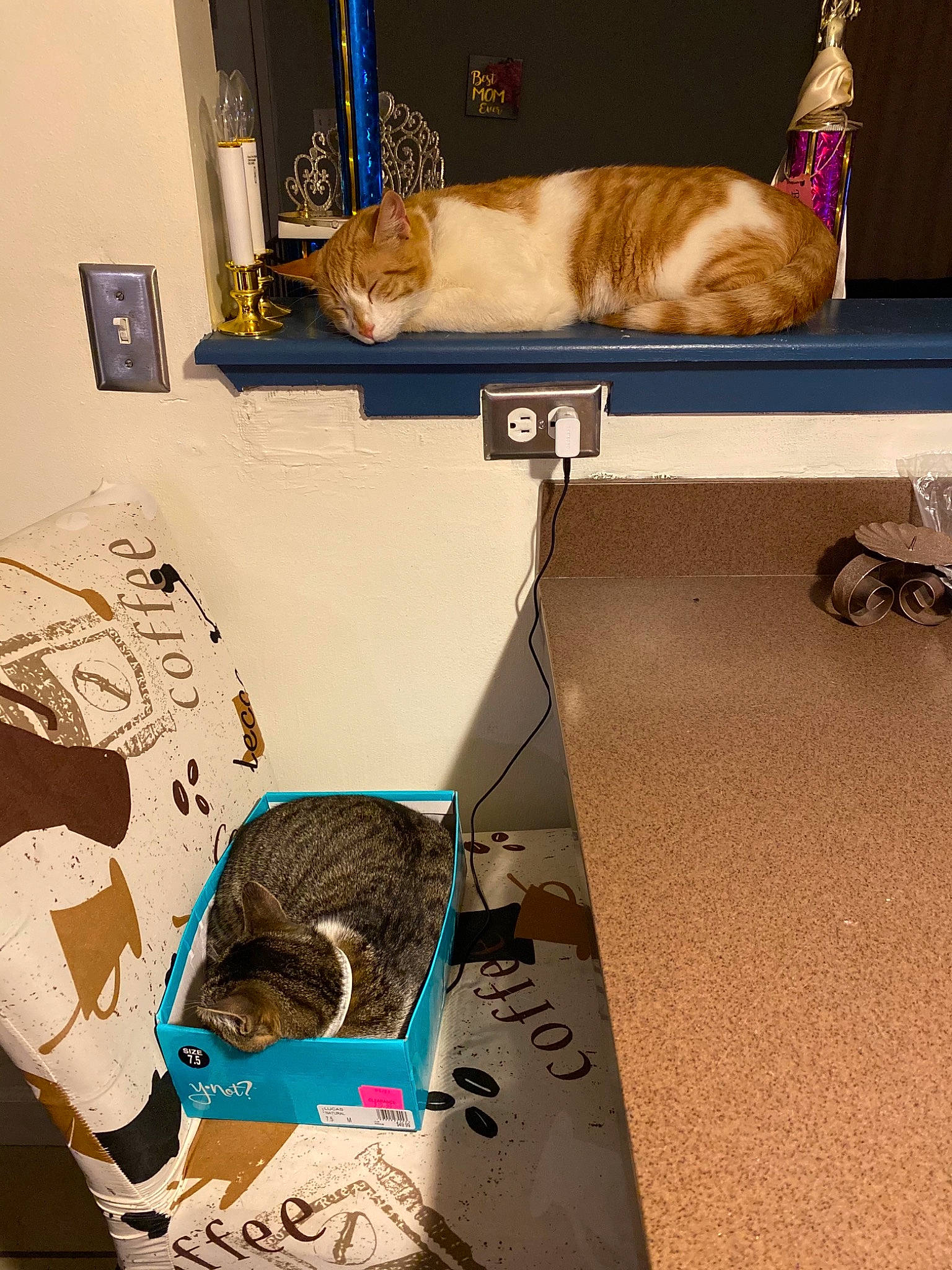 Gracie joined the competition — help win amazing prizes! art, blue, brown, carnivore, cat, domestic_short_haired_cat, fawn, felidae, flooring, font, fur, mammal, picture_frame, room, small_to_medium_sized_cats, snapshot, tail, vertebrate, whiskers, wood