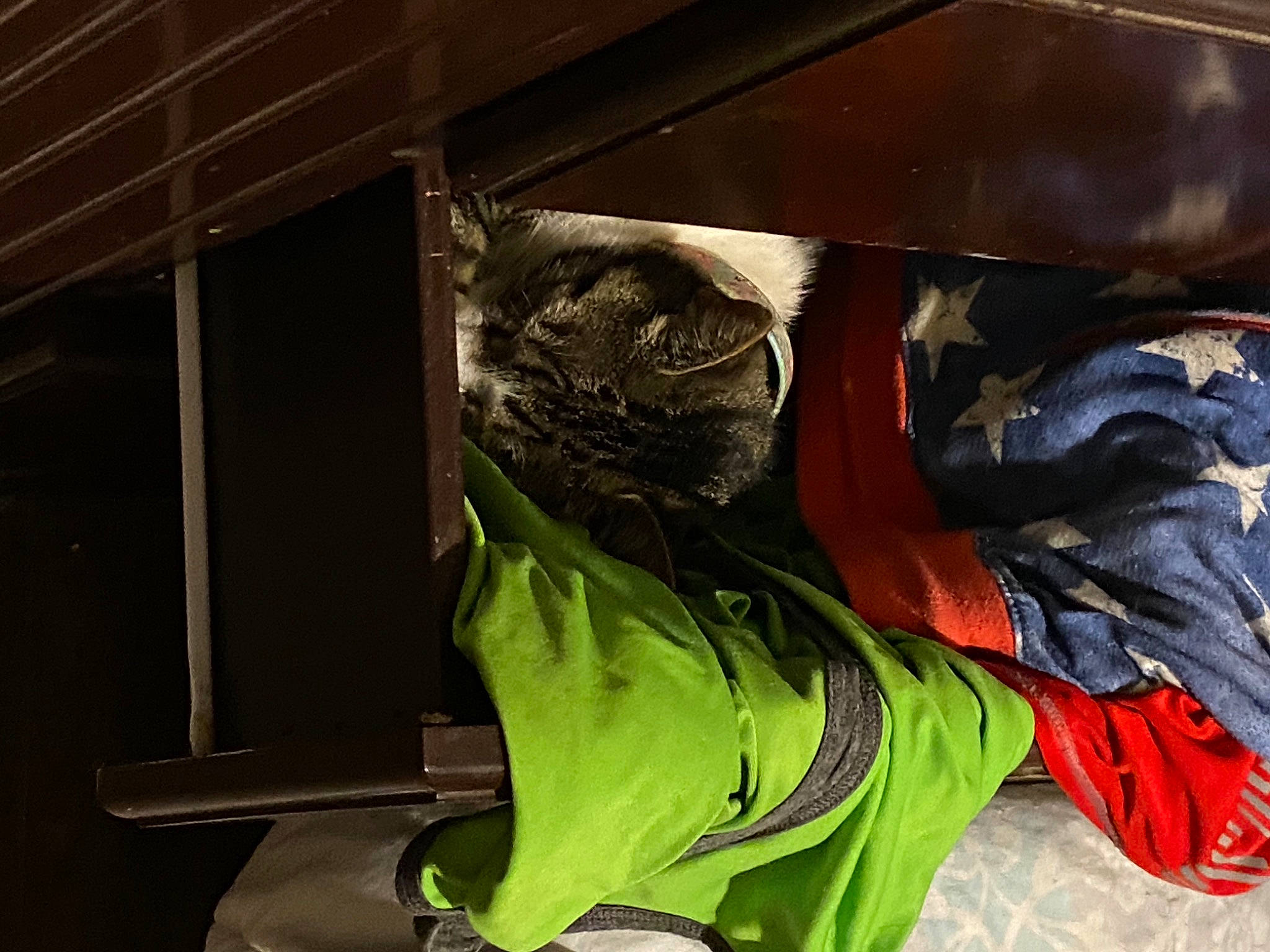 Gracie joined the competition — help win amazing prizes! bag, carmine, cat, emergency_service, fashion_accessory, felidae, fictional_character, hat, headgear, helmet, high_visibility_clothing, metal, personal_protective_equipment, plastic, room, sleeve, sportswear, tail, wood, workwear