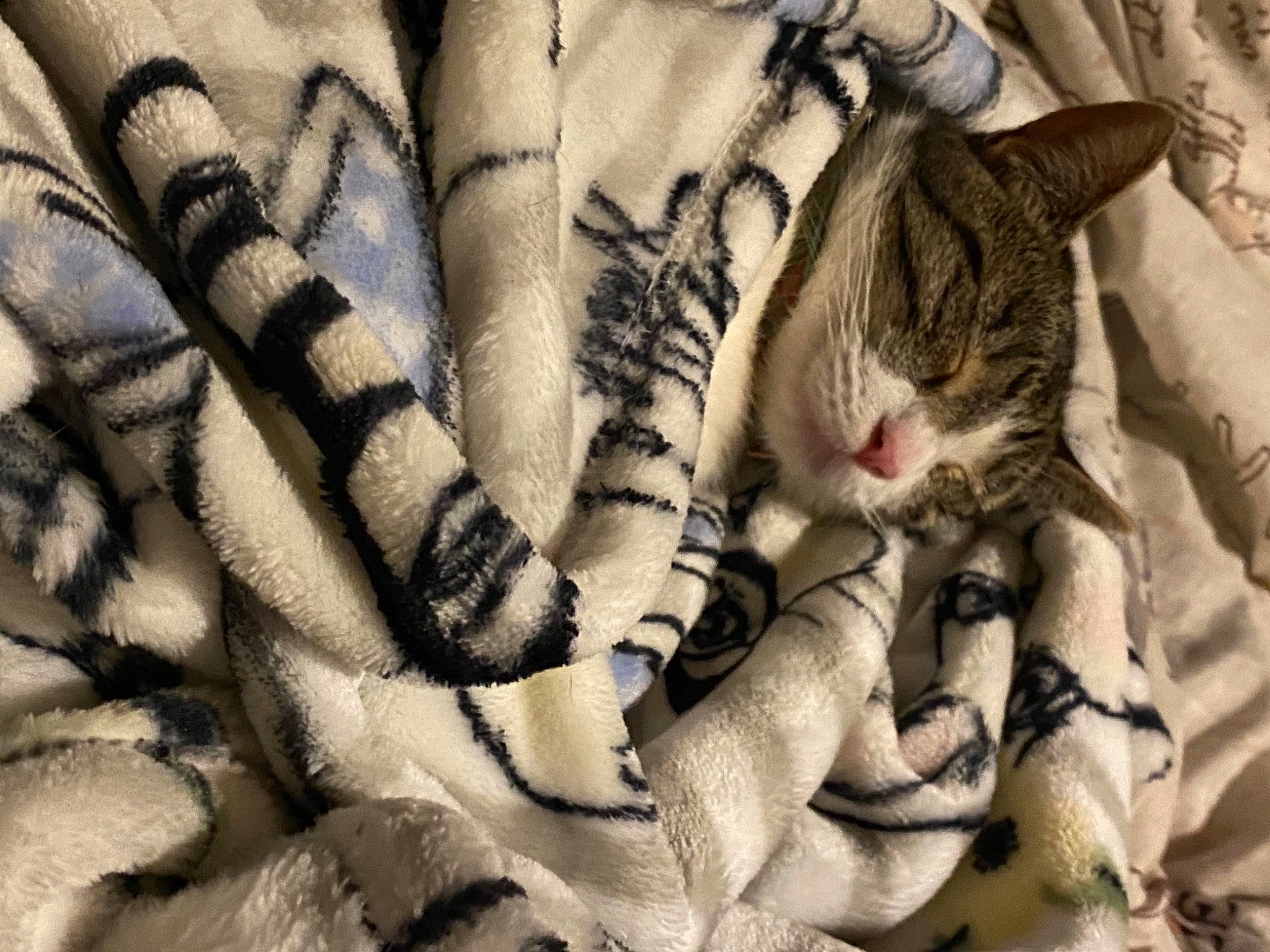 Gracie joined the competition — help win amazing prizes! bedding, carnivore, cat, close_up, comfort, eye, fawn, felidae, fur, gesture, grey, human_leg, linens, mammal, pattern, small_to_medium_sized_cats, snout, textile, vertebrate, whiskers