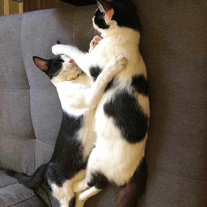 Milo And Ira