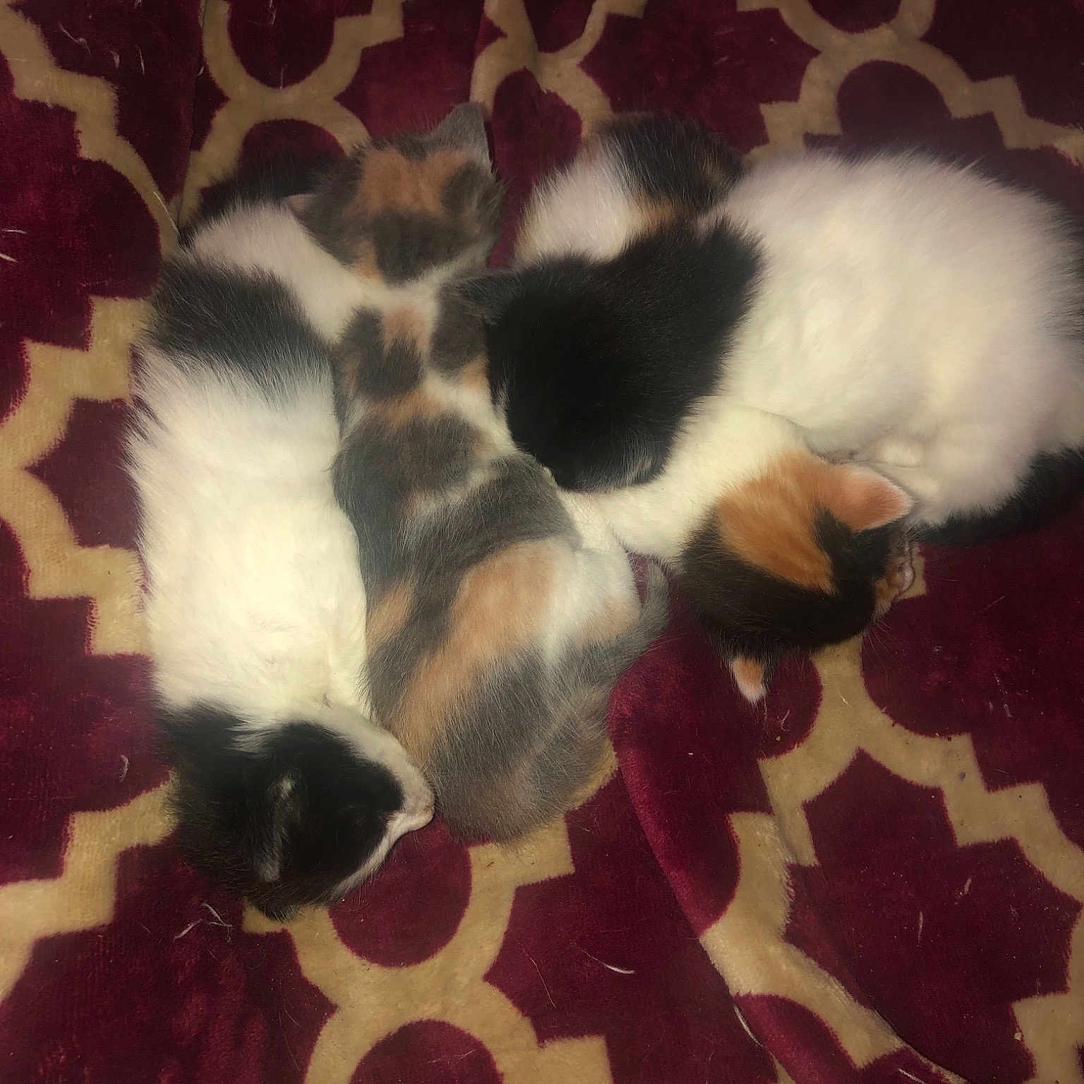 Jojo Faith Hope And Toes