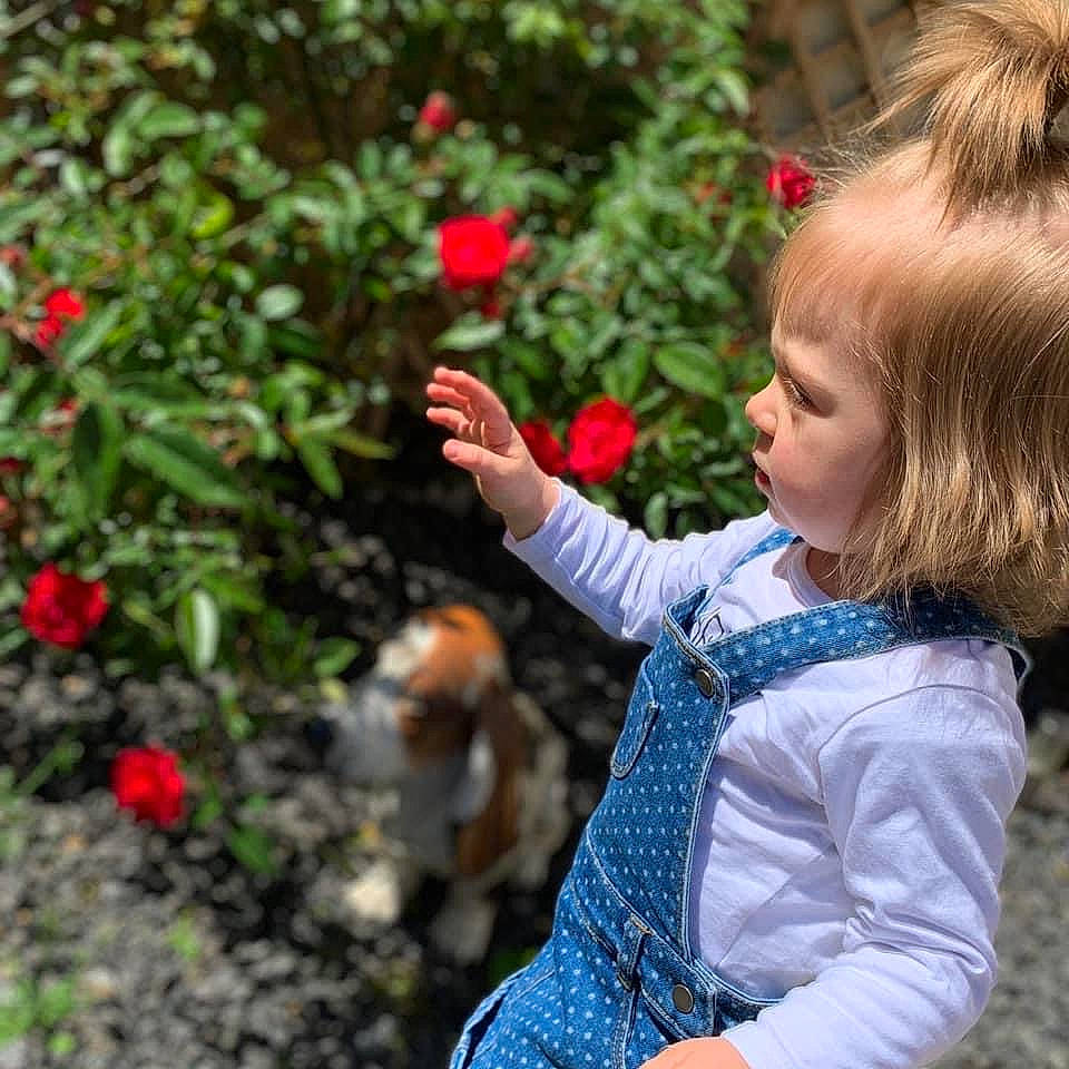 Sïana participe au concours pour gagner de l'argent avec cette photo : annual_plant, baby_toddler_clothing, flower, flowering_plant, fruit, grass, hand, happy, leaf, lip, people_in_nature, person, petal, photograph, plant, rose, rose_family, shrub, summer, toddler