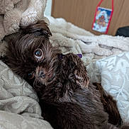 Fig joined the competition — help win amazing prizes! dog, pet, brown_fur, cozy, blanket, soft_texture, indoor, close_up, cute, small_dog, fur, paw, lying_down, resting, looking, animal, companion, domestic_animal, relaxation, portrait