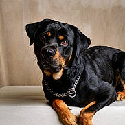 Max a rejoint le concours — aidez-le/la à gagner de superbes lots ! animal, black, canine, chain_collar, companion, dog, domestic_animal, ears, furry, indoor, looking_at_camera, mammal, paw, pet, portrait, relaxed, rottweiler, snout, tan, wooden_surface