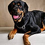 Max participe au concours pour gagner de l'argent avec cette photo : animal, black_coat, canine, chain_collar, close_up, dog, domestic_animal, friendly, indoor, lying_down, mammal, panting, pet, portrait, relaxed, rottweiler, studio, tan_markings, tongue_out, wooden_surface