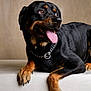 Max a rejoint le concours — aidez-le/la à gagner de superbes lots ! animal, black_fur, canine, chain_collar, close_up, dog, friendly, indoor, looking_away, lying_down, mammal, neutral_background, paw, pet, portrait, relaxed, rottweiler, tan_fur, tongue_out, wooden_surface