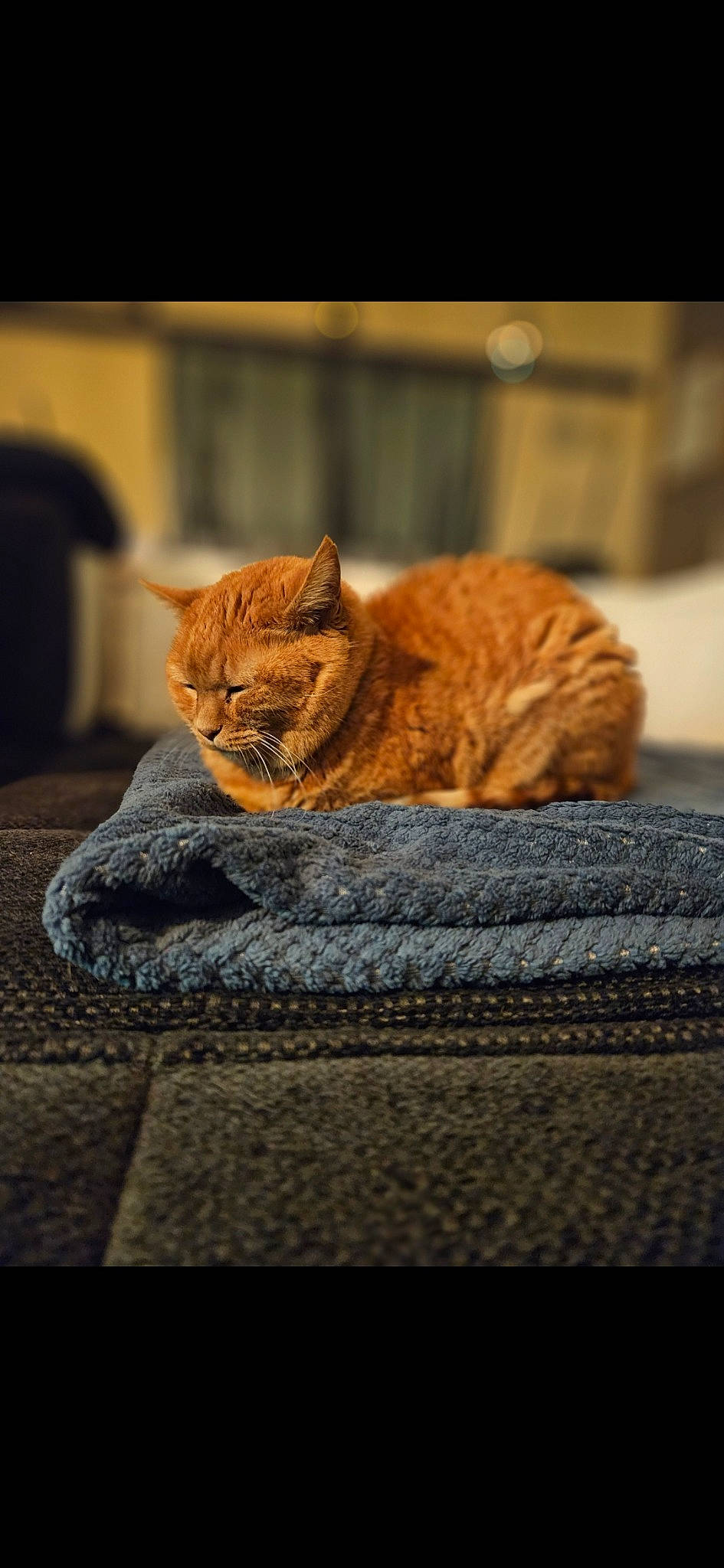 Lilas participe au concours pour gagner de l'argent avec cette photo : brown, carnivore, cat, claw, comfort, domestic_short_haired_cat, fawn, felidae, flooring, fur, linens, sand, sitting, small_to_medium_sized_cats, snout, tail, terrestrial_animal, whiskers, wildlife, wood