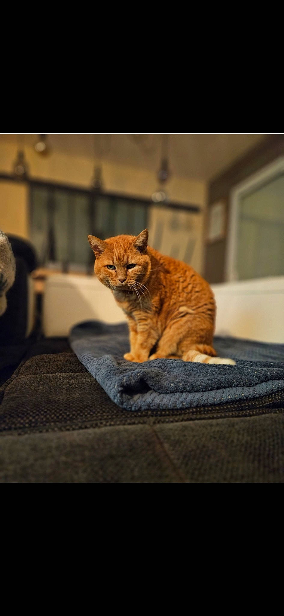 Lilas a rejoint le concours — aidez-le/la à gagner de superbes lots ! brown, carnivore, cat, claw, comfort, domestic_short_haired_cat, fawn, felidae, fur, metal, sitting, small_to_medium_sized_cats, snout, tail, terrestrial_animal, whiskers, wildlife, wood