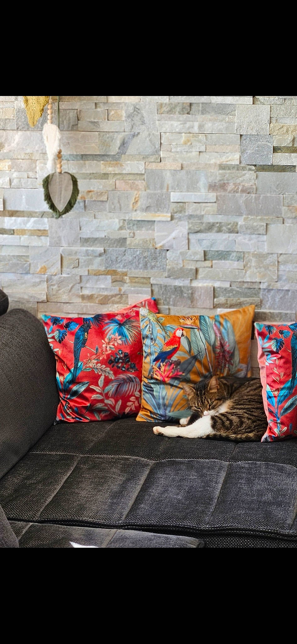 Marley participe au concours pour gagner de l'argent avec cette photo : azure, brick, brickwork, carnivore, cat, comfort, couch, felidae, floor, flooring, line, living_room, outdoor_furniture, small_to_medium_sized_cats, studio_couch, textile, tints_and_shades, wall, whiskers, wood