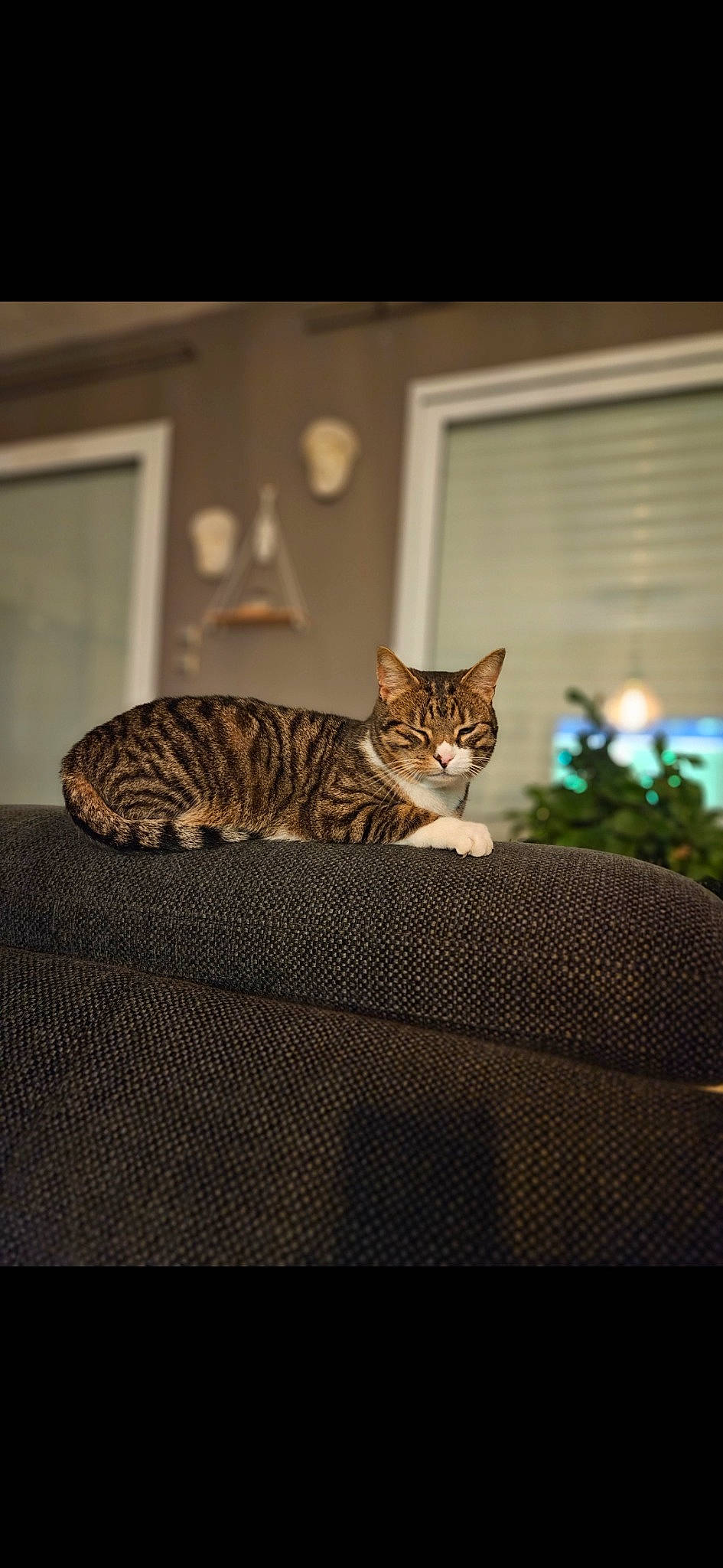 Marley a rejoint le concours — aidez-le/la à gagner de superbes lots ! brown, carnivore, cat, comfort, domestic_short_haired_cat, felidae, flooring, fur, grey, hardwood, picture_frame, plant, rectangle, room, small_to_medium_sized_cats, tail, terrestrial_animal, whiskers, window, wood