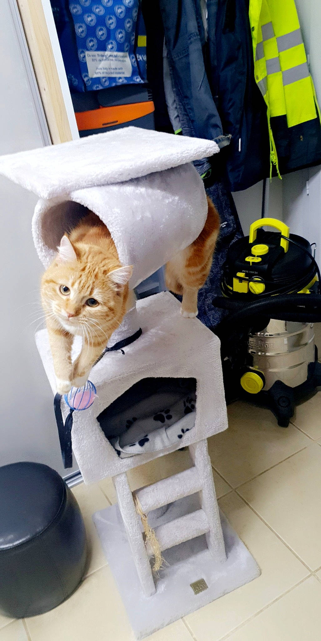 Choupette a rejoint le concours — aidez-le/la à gagner de superbes lots ! backpack, bag, carnivore, cat, comfort, domestic_short_haired_cat, fashion_accessory, fawn, felidae, fur, luggage_and_bags, personal_protective_equipment, sitting, small_to_medium_sized_cats, tail, tire, whiskers, white, wood, yellow